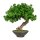 Kunstpflanze Deko Bonsai Lärche 37cm mit Topf Keramik künstlich Kunststoff