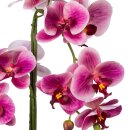 Kunstpflanze Orchidee Phalaenopsis in Keramiktopf, 52cm, fuchsia, Real Touch