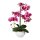 Kunstpflanze Orchidee Phalaenopsis in Keramiktopf, 52cm, fuchsia, Real Touch