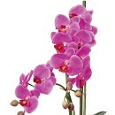 Kunstplanze Phalaenopsis 50cm weiß im Topf Keramik 14,5x8,5cm lila Deko Idee